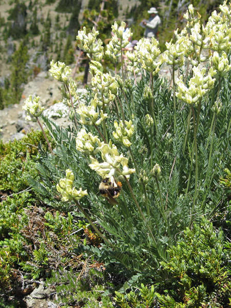 Oxytropis des Alpes (Crédits: brewbooks - Flickr)