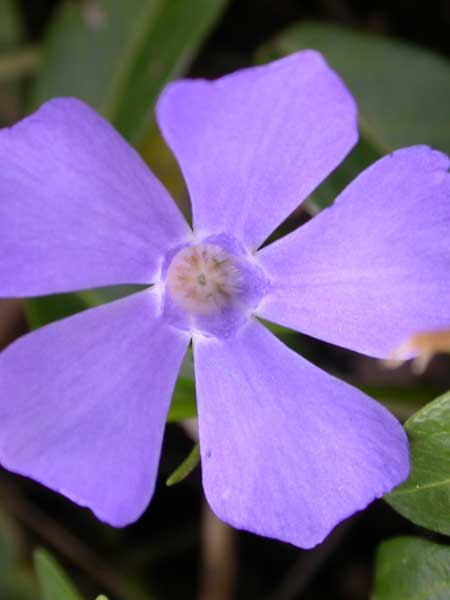 vinca_minor---crédit-CDA