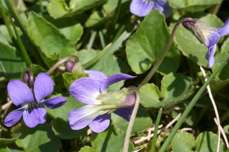 Violette cucullée (Crédits : CTSPM)