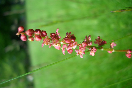 Petite oseille (Crédits : CTSPM)