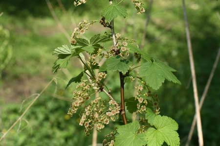 Groseillier-à-grappes-crédit F.Perriat