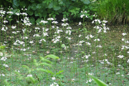 Hottonie-des-marais-crédit-peganum