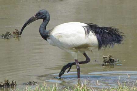 Ibis-sacre---Credit-Flickr-孫鋒-林