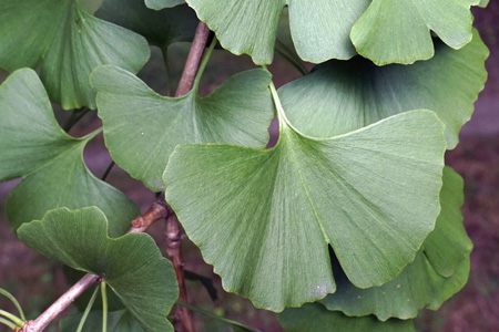 Ginkgo biloba, feuilles. Crédit : Plant Image Library - Flickr