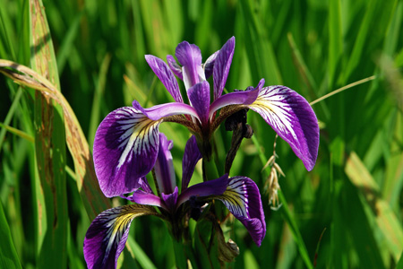 Iris fétide. Crédit : Chrispd1975 - Flickr