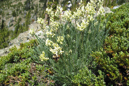 Oxytropis des Alpes (Crédits: brewbooks - Flickr)