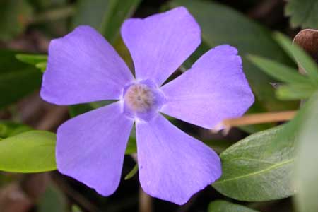vinca_minor---crédit-CDA