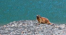Marmotte des Alpes, Marmotta marmotta