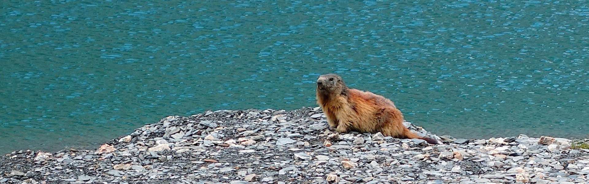 Marmotte des Alpes, Marmotta marmotta
