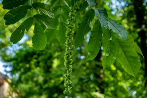 Ptérocarya à feuilles de frêne, Noyer du Caucase, Pterocaryer à feuilles de frêne, Ptérocaryer du Caucase