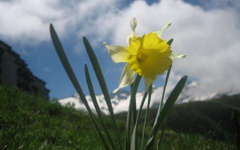 Narcisse des prés, Narcisse jaune