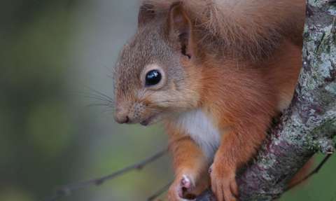 Écureuil roux
