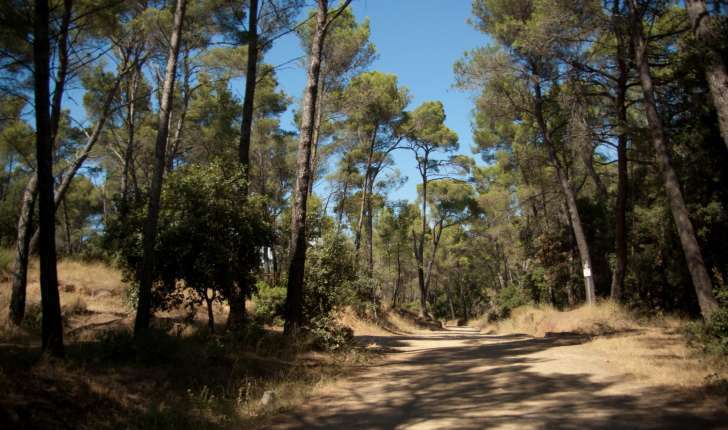 Sentier de la Belle-Pierre- Forêt de Janas