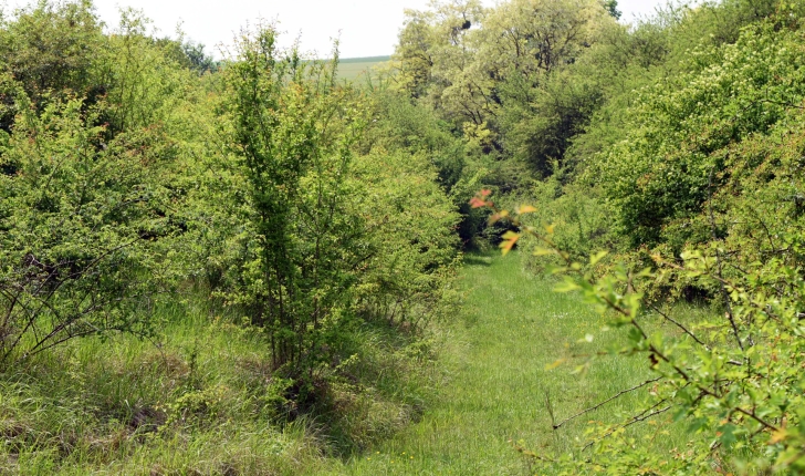 Balade d Auxerre Entre deux rives Balade Randonn  e pr  s chez vous