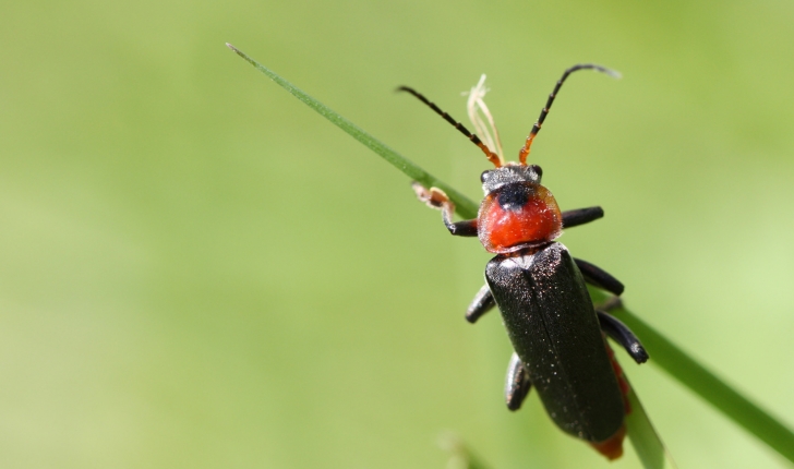Cantharis fusca L.
