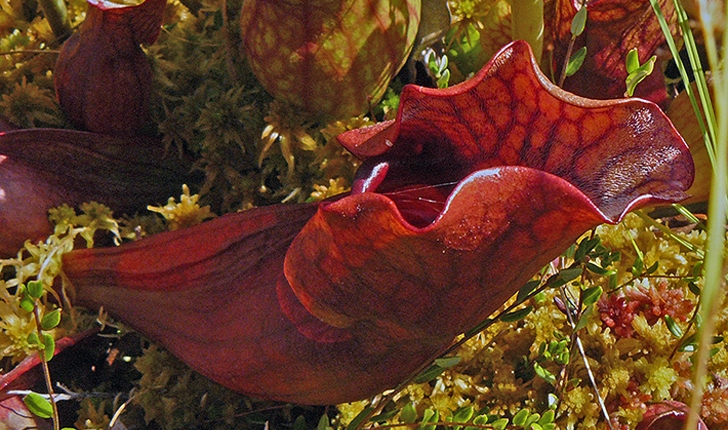 Sarracenia purpurea (L., 1753)