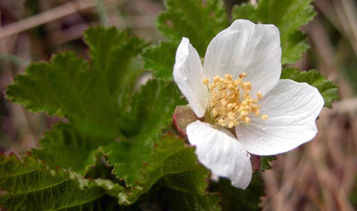 Rubus chamaemorus (L., 1753)
