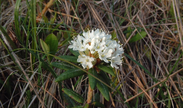 Rhododendron  labradoricum 