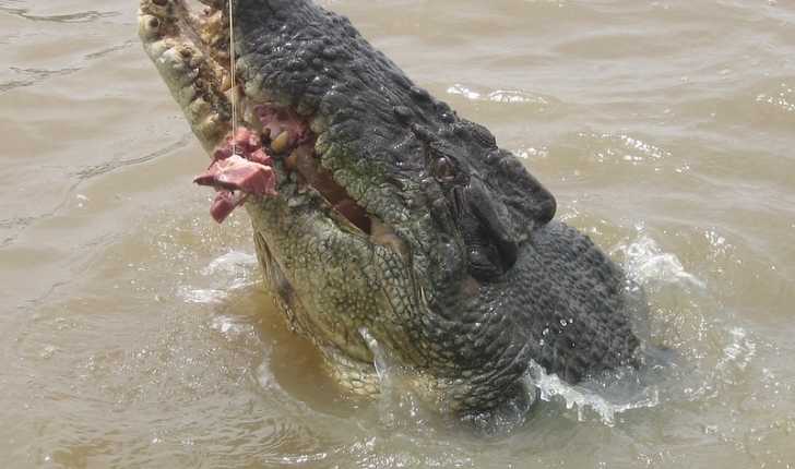 crocodilidés
