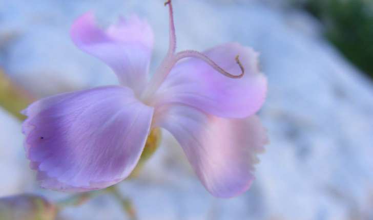 Dianthus sylvestris sp