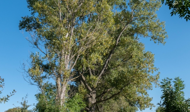 Populus x canadensis