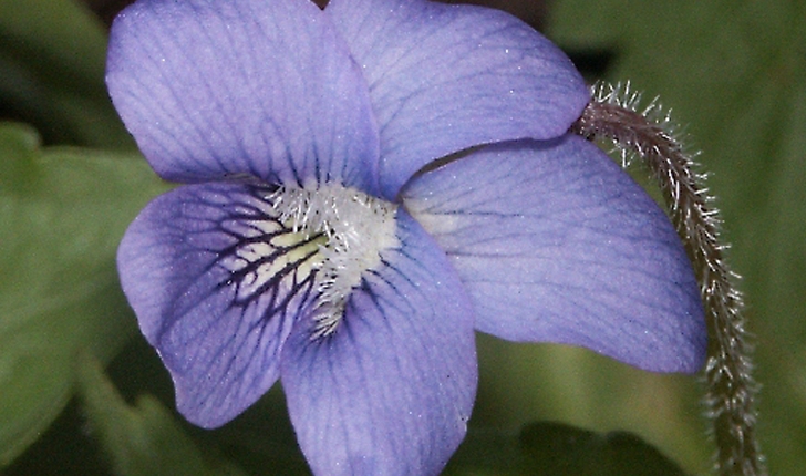 Viola cucullata (Aiton, 1789)