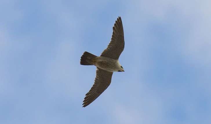 Falco peregrinus (Tunstall, 1771)