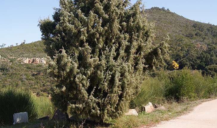Juniperus oxycedrus (Linné, 1753)