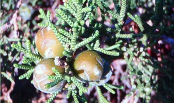 Juniperus phoenicea (Linné, 1753)