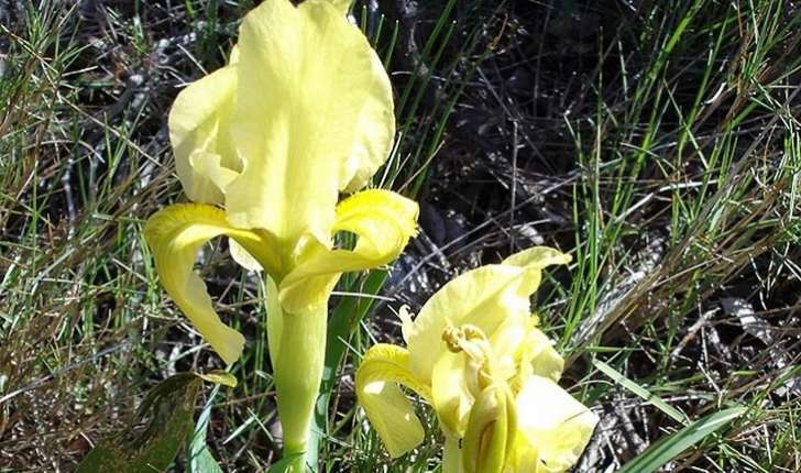 Iris lutescens (Lamarck, 1789)