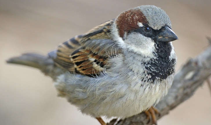 Moineau-domestique_Lip-Kee_flickr.jpg?itok=3LX2vD03