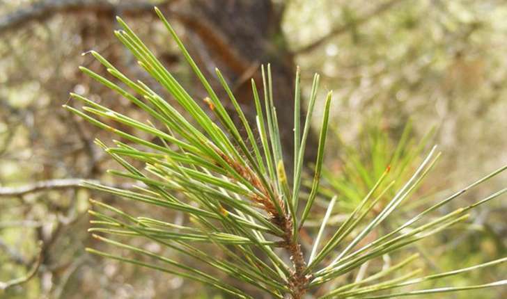 Pinus halepensis (Miller, 1768)