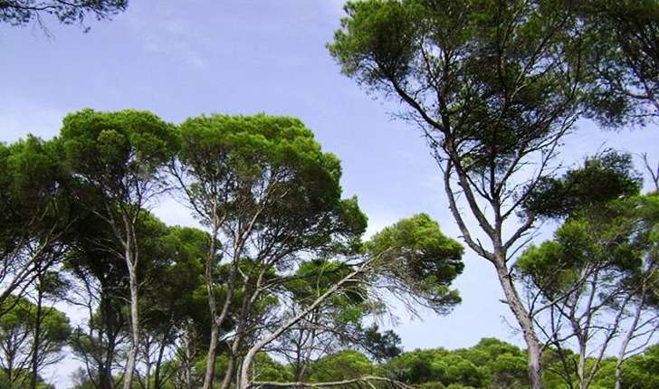 Pinus halepensis (Miller, 1768)