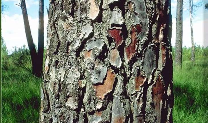 Pinus pinaster (Aiton, 1789)