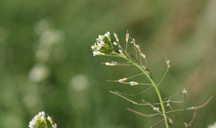 Arabidopsis thaliana (Heynh 1842)