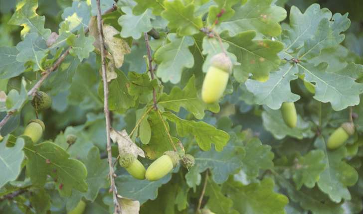 Quercus pubescens (Wild, 1805)