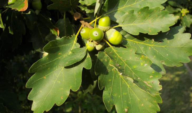 Quercus petraea (Liebl., 1784)