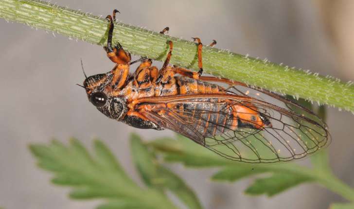cicadetta montana (Scopoli, 1172)