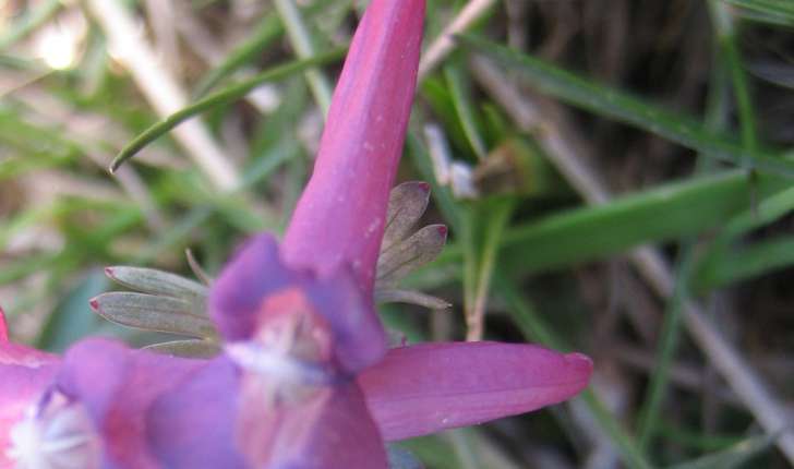 Corydalis solida (L.) Clairv.