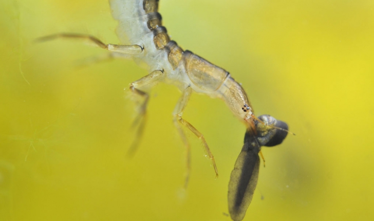 Dytiscidae Sp.