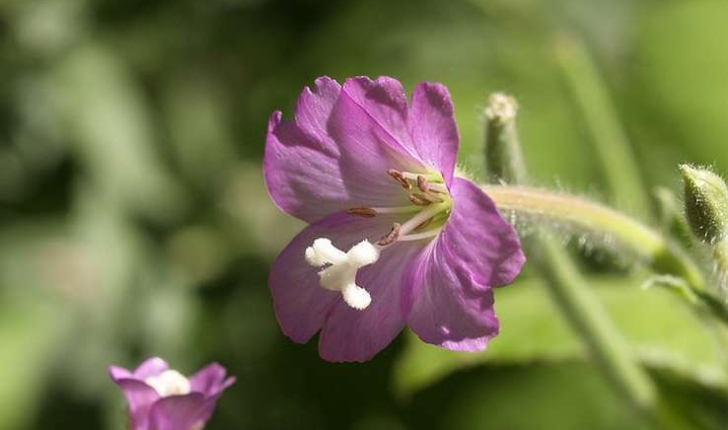 epilobe a grandes fleurs epilobe hirsute balade randonnee pres de chez vous