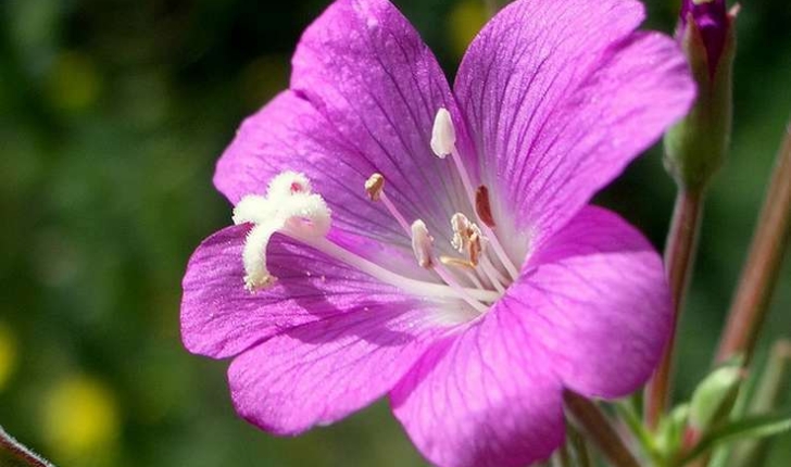 epilobe a grandes fleurs epilobe hirsute balade randonnee pres de chez vous