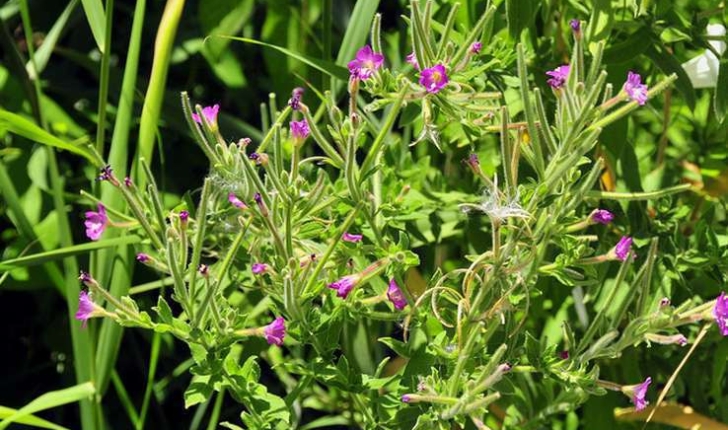 epilobe a grandes fleurs epilobe hirsute balade randonnee pres de chez vous