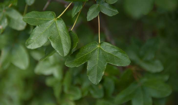 Acer monspessulanum (Linné, 1753)