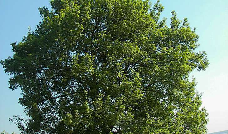 Acer campestre (L., 1753)