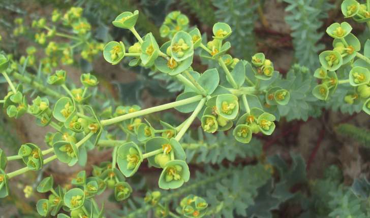 Euphorbia paralias (L., 1753)