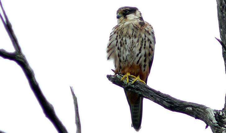 Falco subbuteo (Linnaeus, 1758)