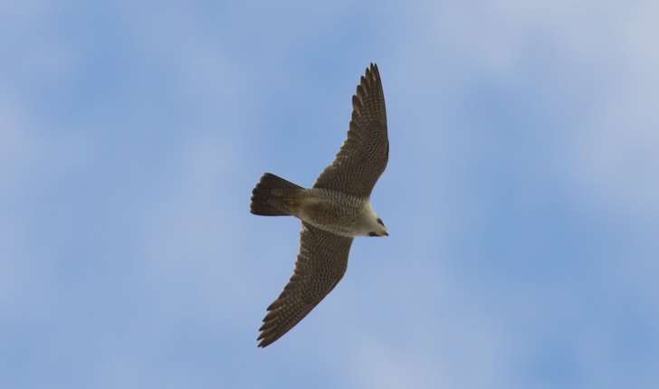 Falco peregrinus (Tunstall, 1771)