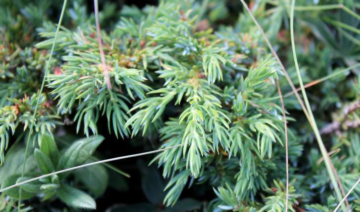 Juniperus communis subsp. nana ((Hook.) Syme, 1868)