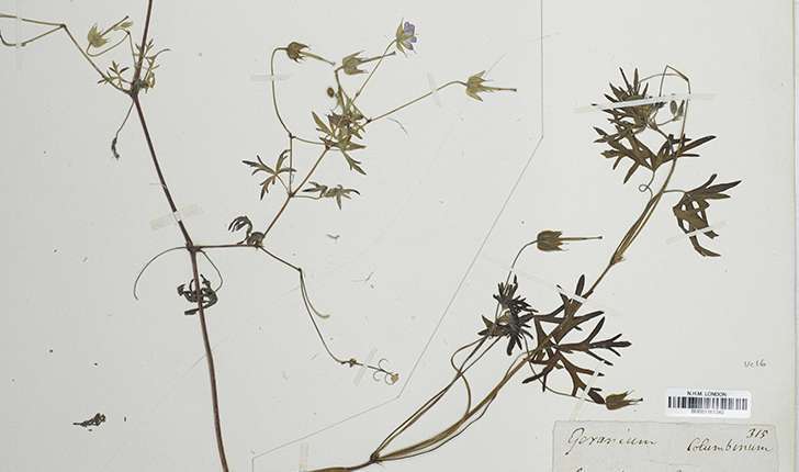 Geranium columbinum L., 1753